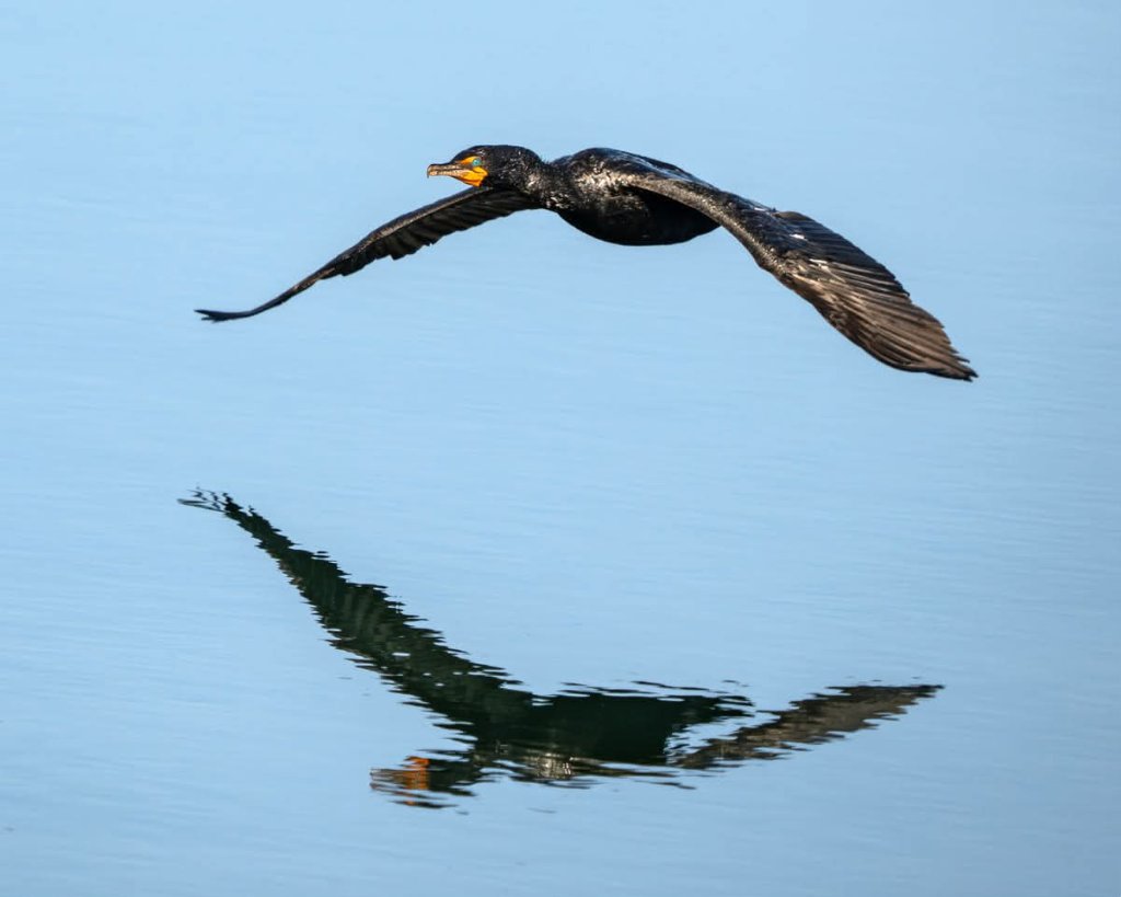 Cormorant eating an eel