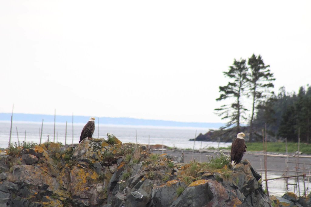 Two bald eagles on rocky coastline