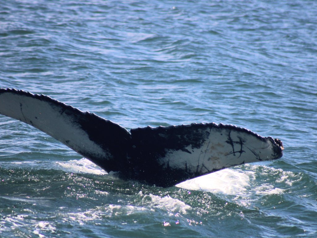 Humpback whale surfacing