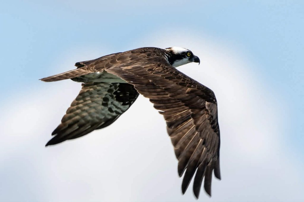 Wildlife spotted near the boat