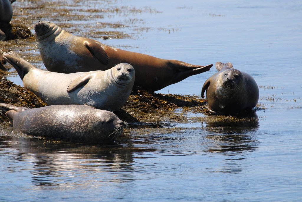 Harbour seals sunning on rocks