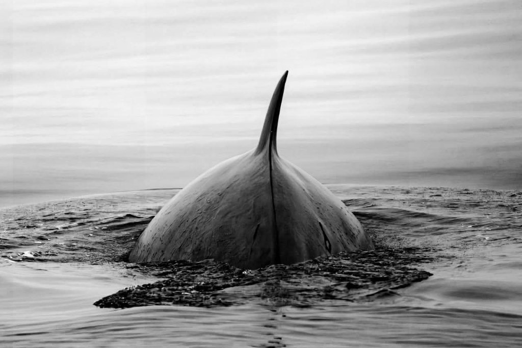 Wildlife on the bay in black and white
