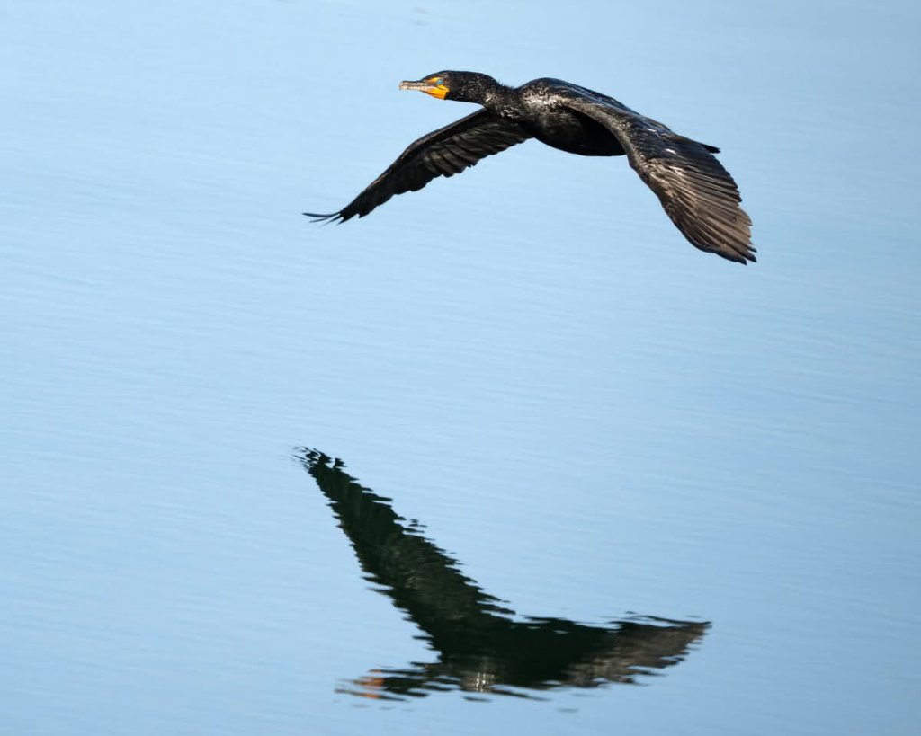 Cormorant in flight against blue sky