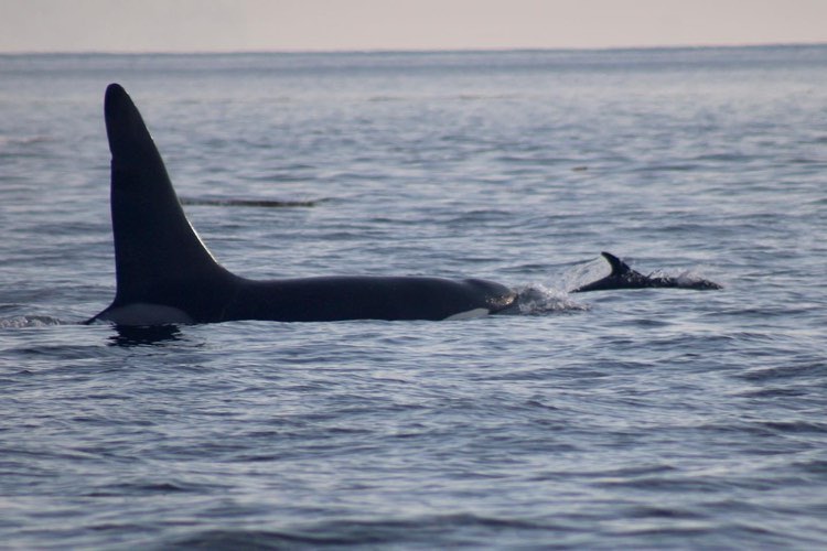 Orca pod spotted from the boat
