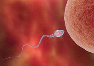 Fertility Support