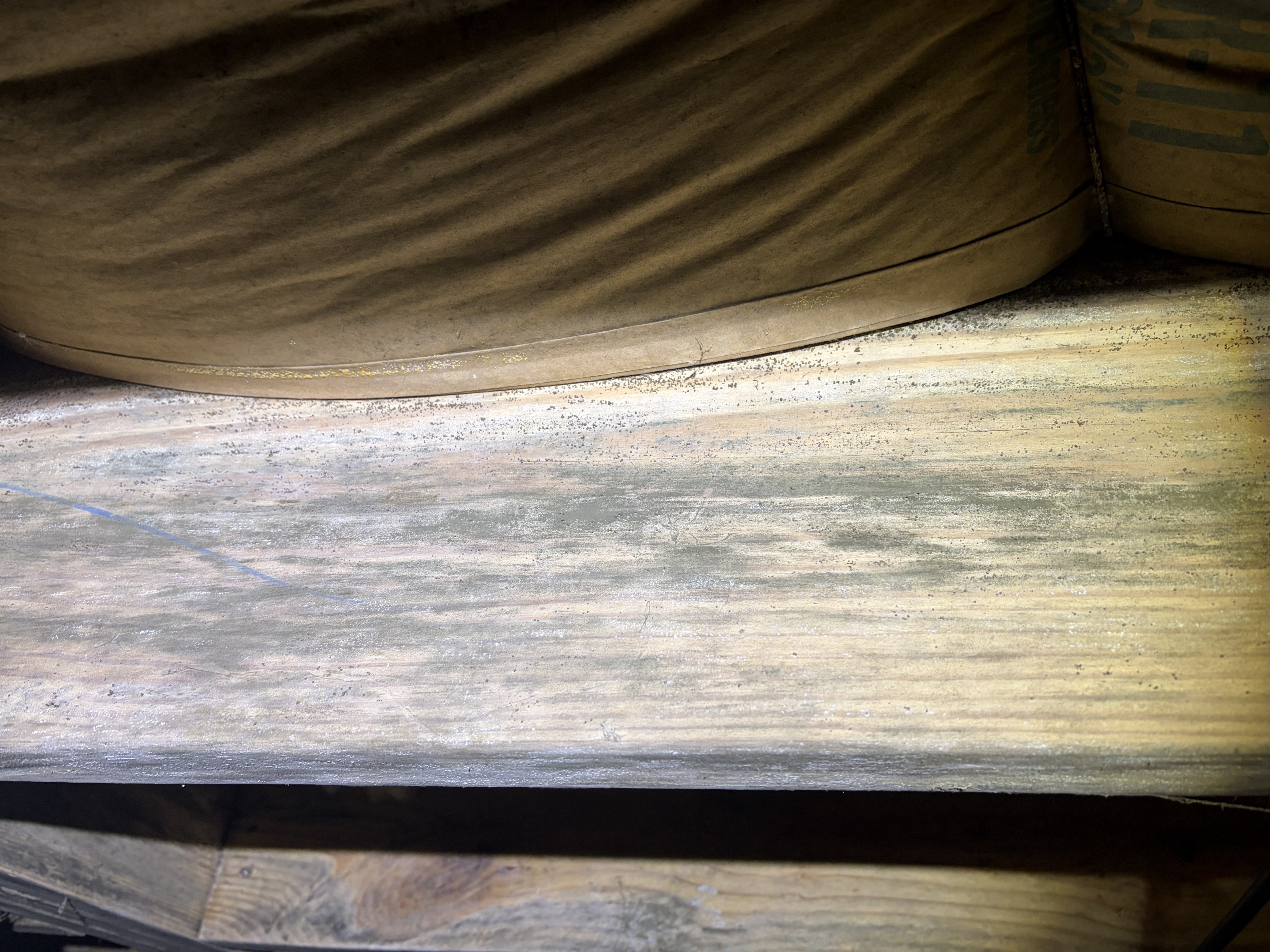 Mold and fungal treatment in Murfreesboro, TN — mold and fungal growth on a crawl space joist assessed for remediation by The Crawl Shield