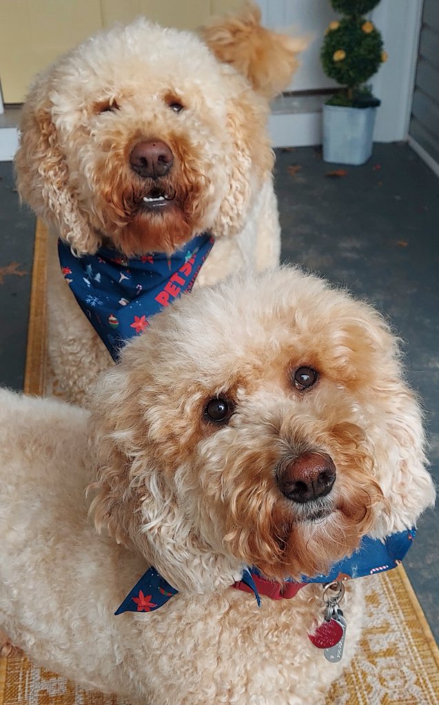 Two goldendoodle dogs wearing festive navy bandanas posing on a porch rug