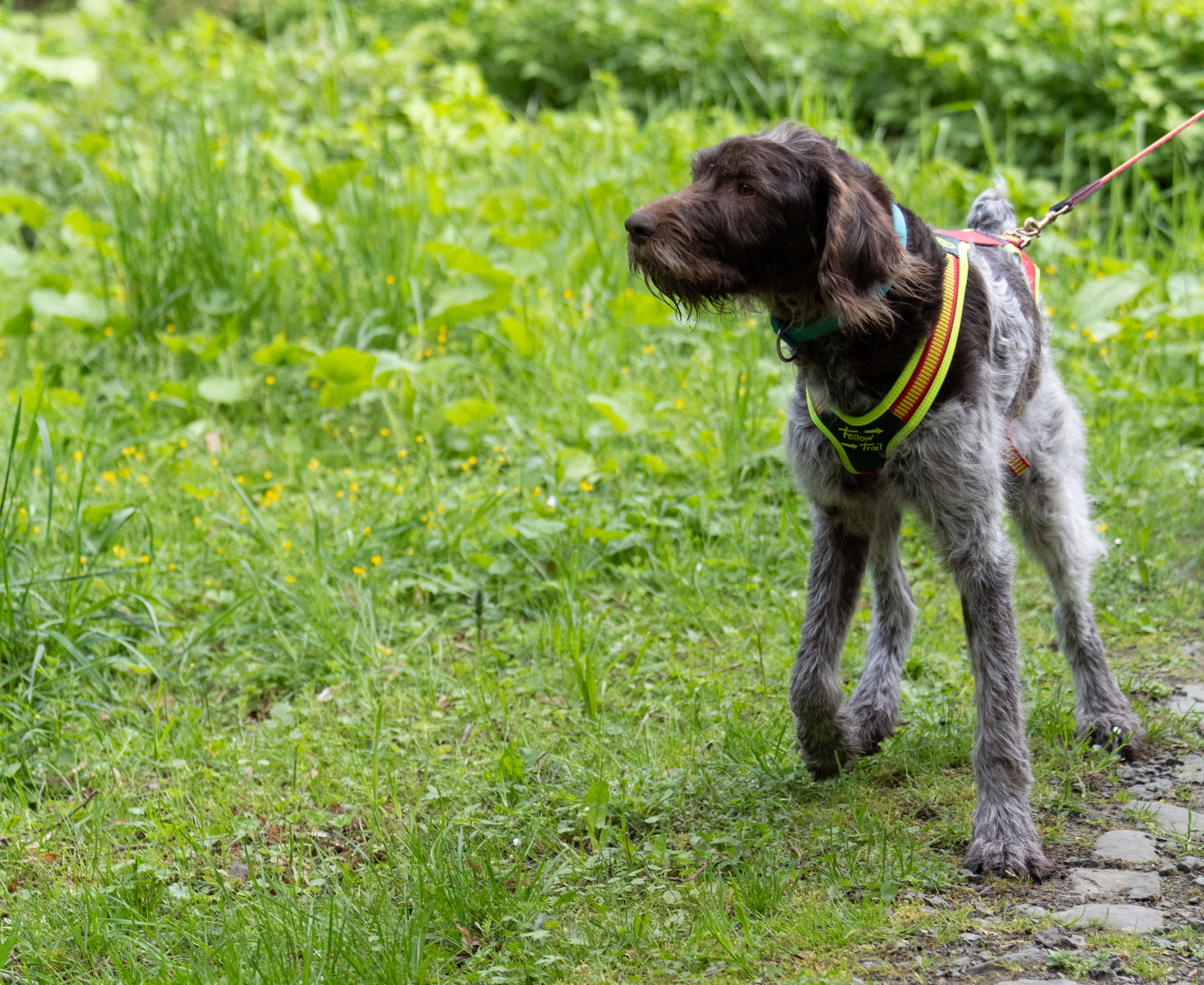 Suchhund auf der Fährte im nebligen Wald bei Sonnenaufgang