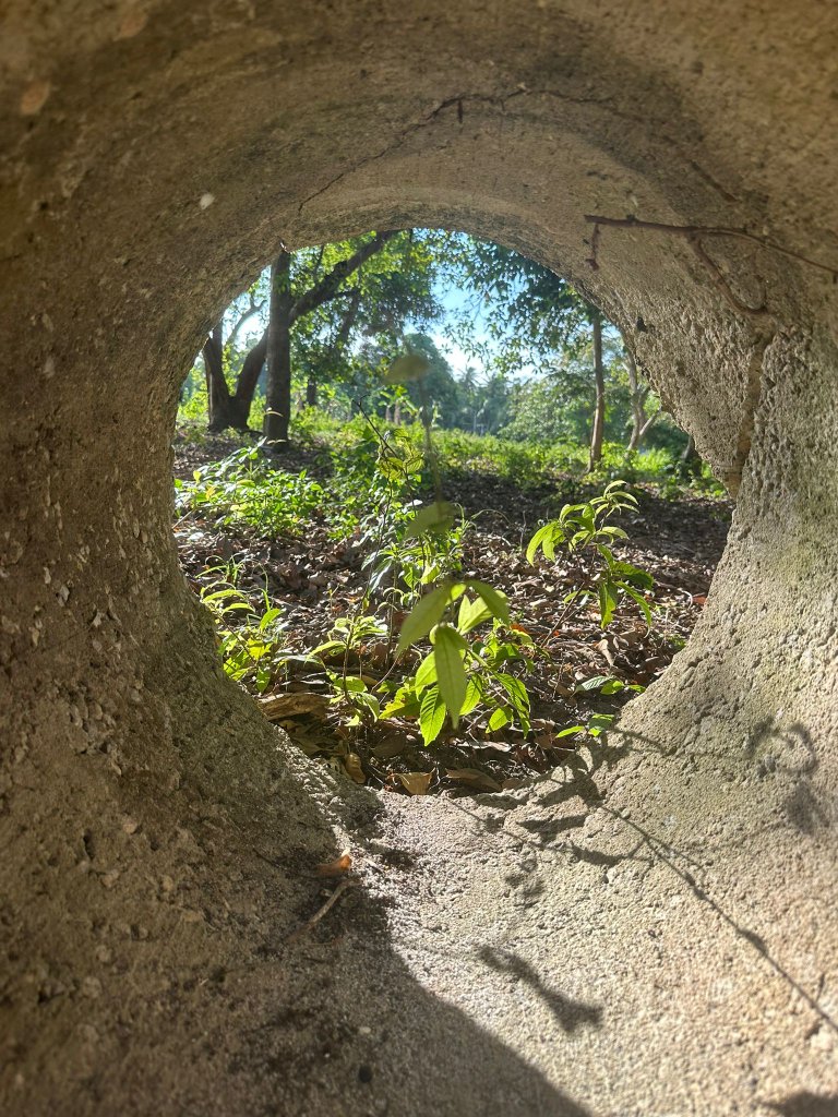 מבט דרך פתח צר אל עבר טבע ירוק - האבוד