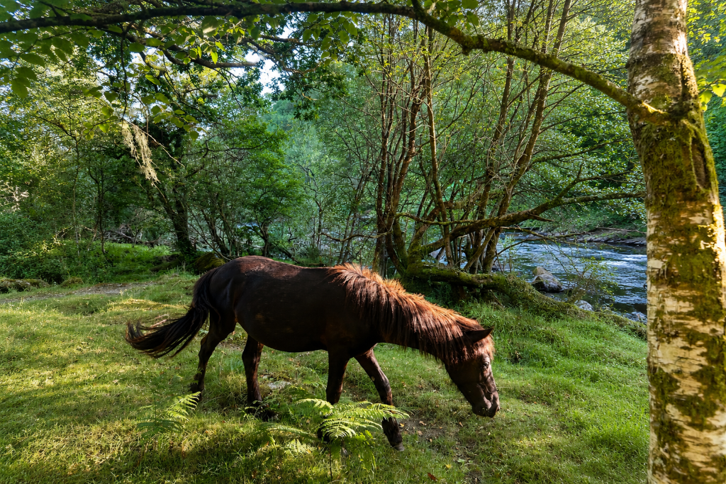 Horse grazing in forest clearing
