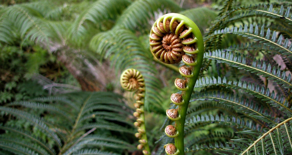 Fiddlehead fern fronds unfurling in forest light