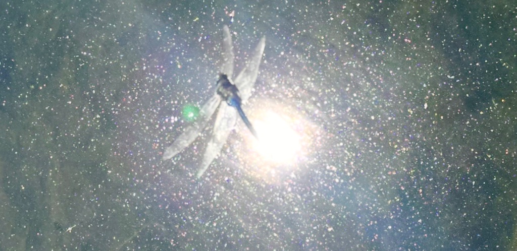Dragonfly over shimmering water at a sacred stone spiral site, by land artist Vittoria Immortelle