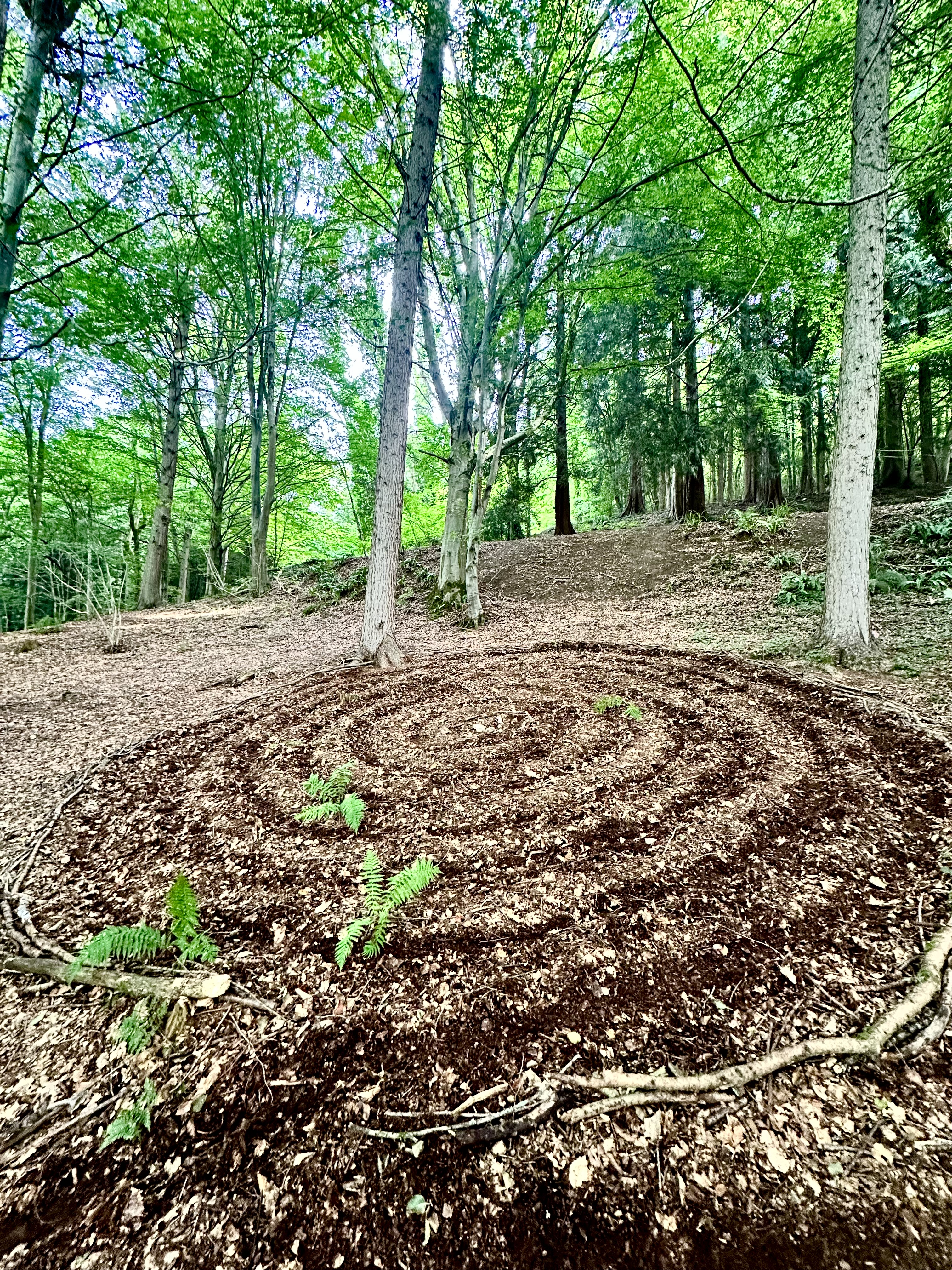 A spiral traced in the leaf litter of a woodland floor