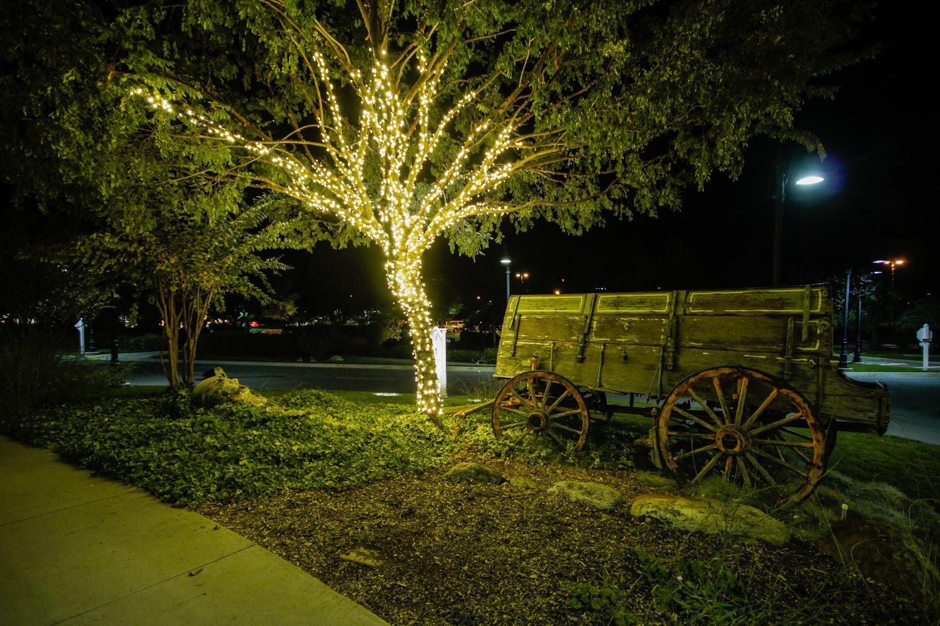 Tree & Rustic Wagon
