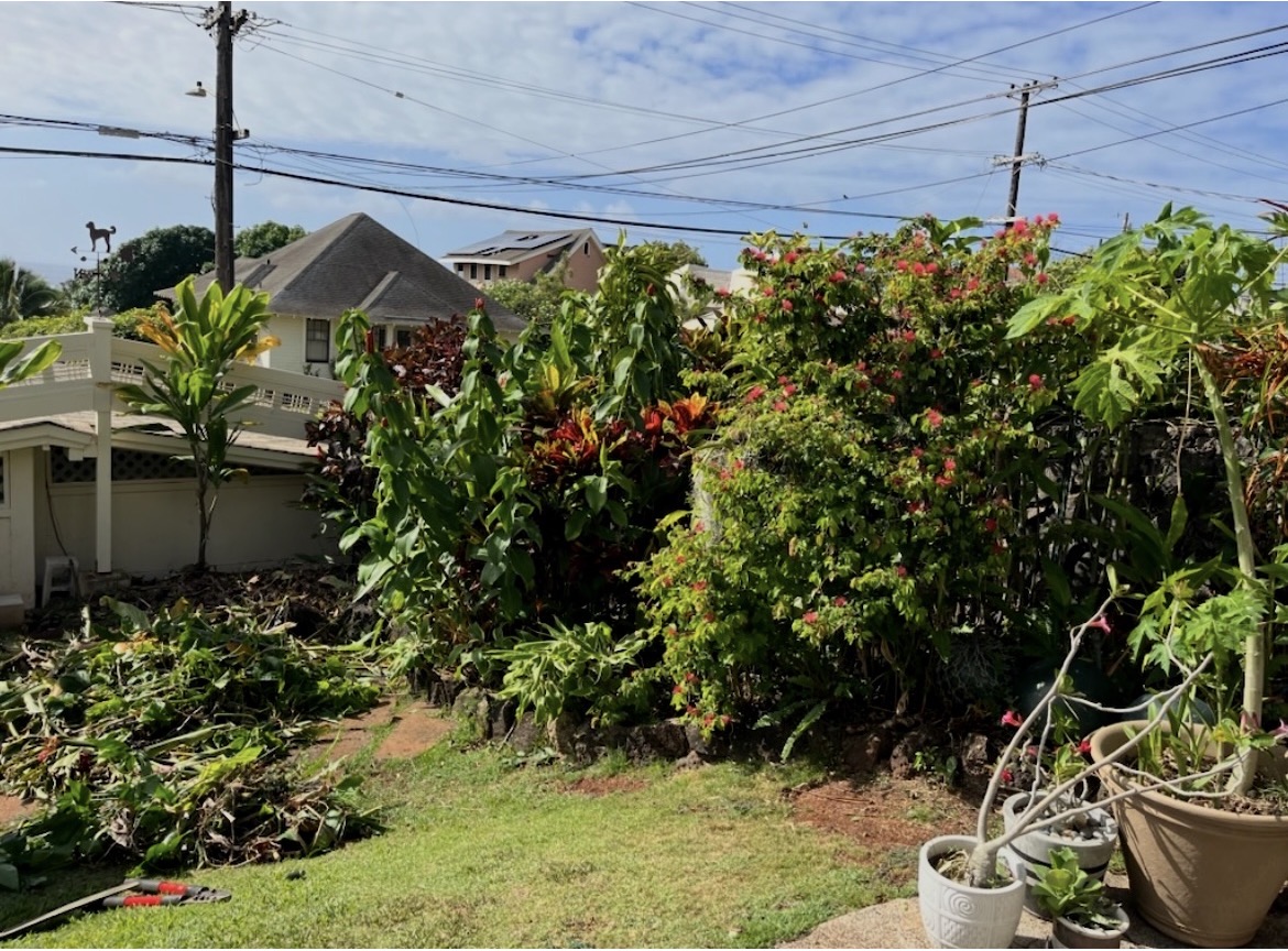 From Overgrown to a Beautiful Oasis