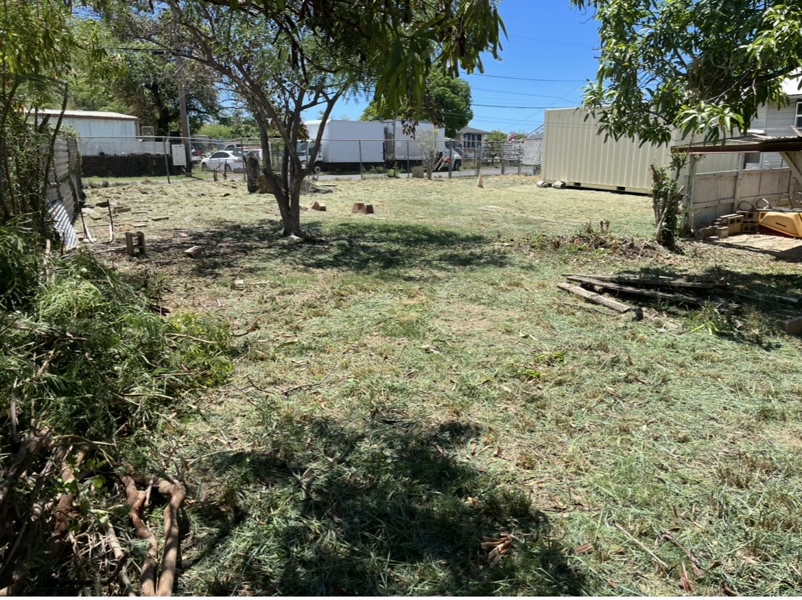 Haole Koa Tree Removal