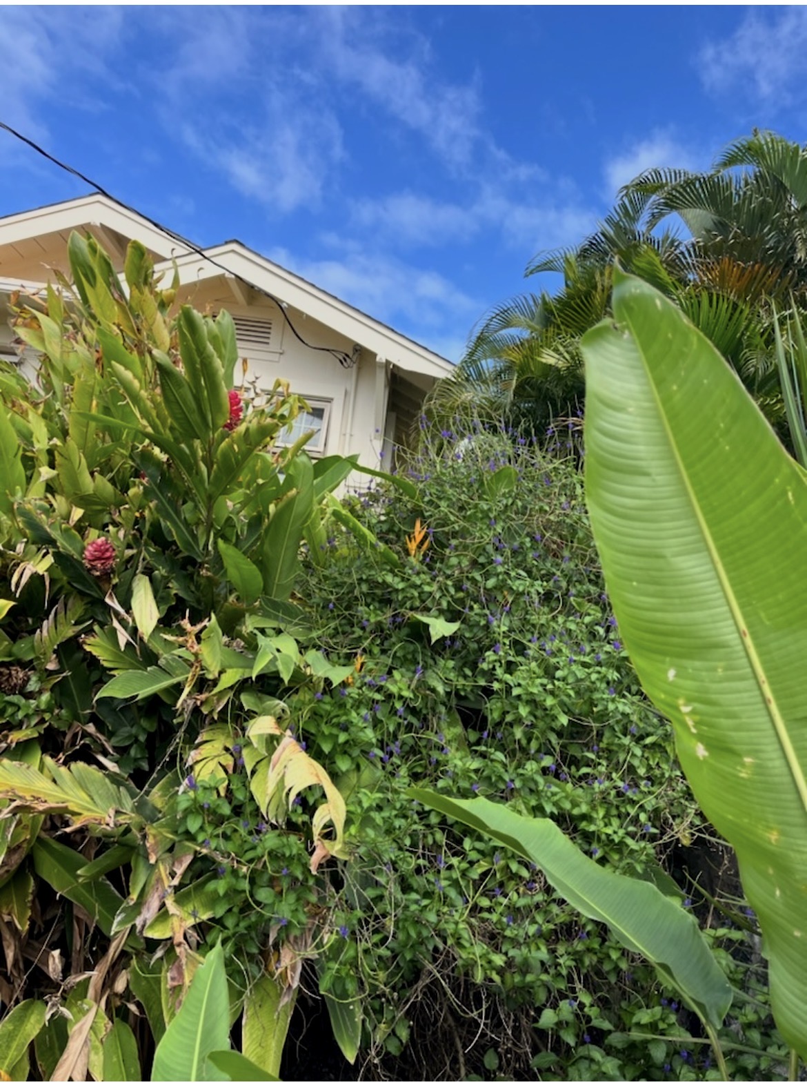 Full Yard Cleanup