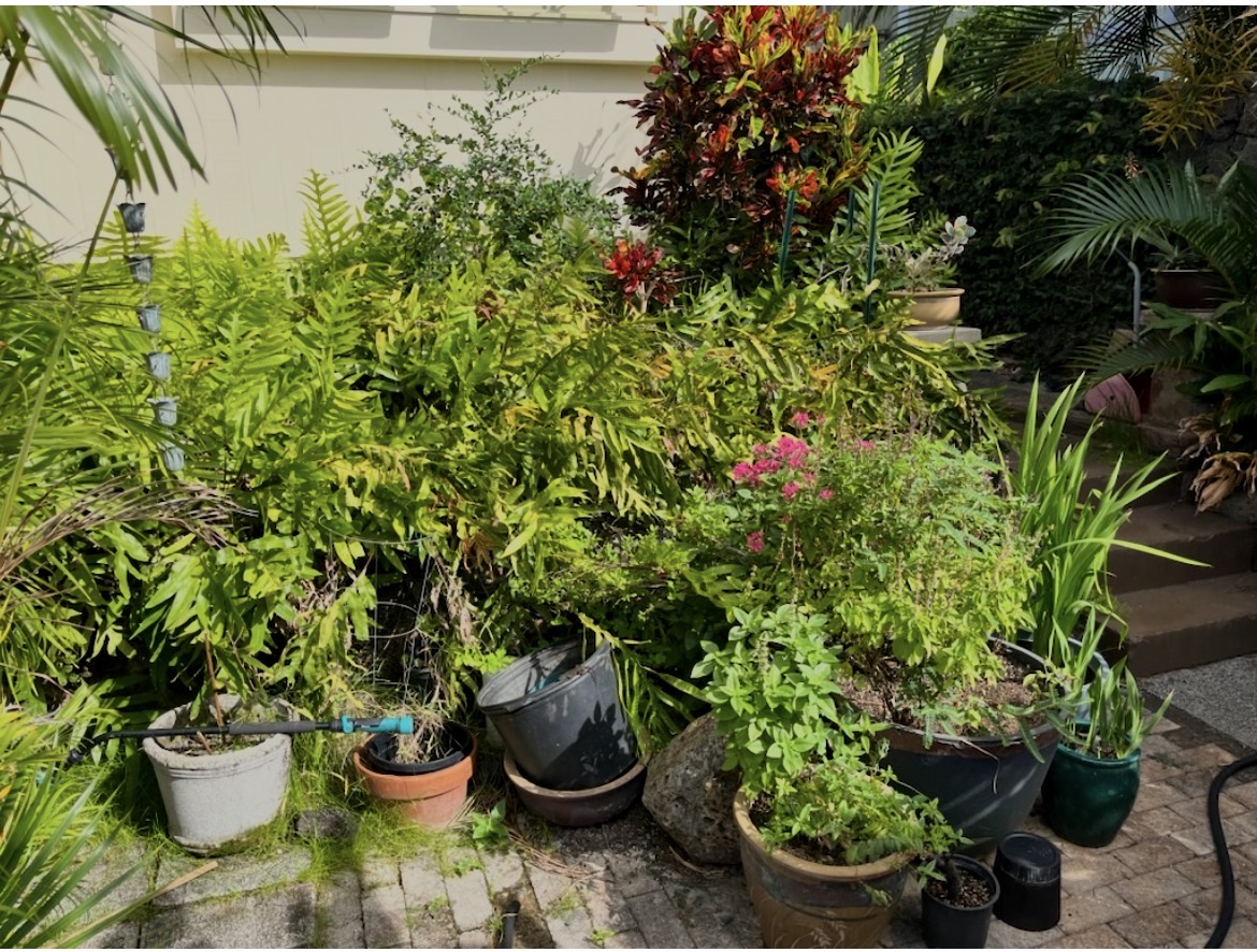 Patio Garden Cleanup