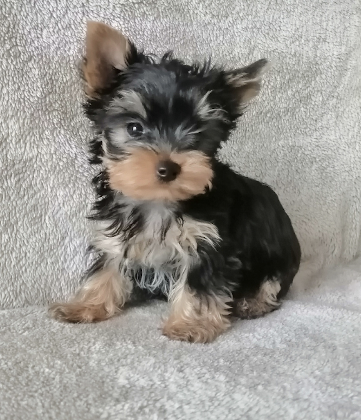 Original pet photo