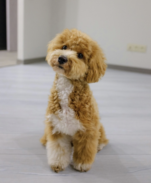 Original pet photo