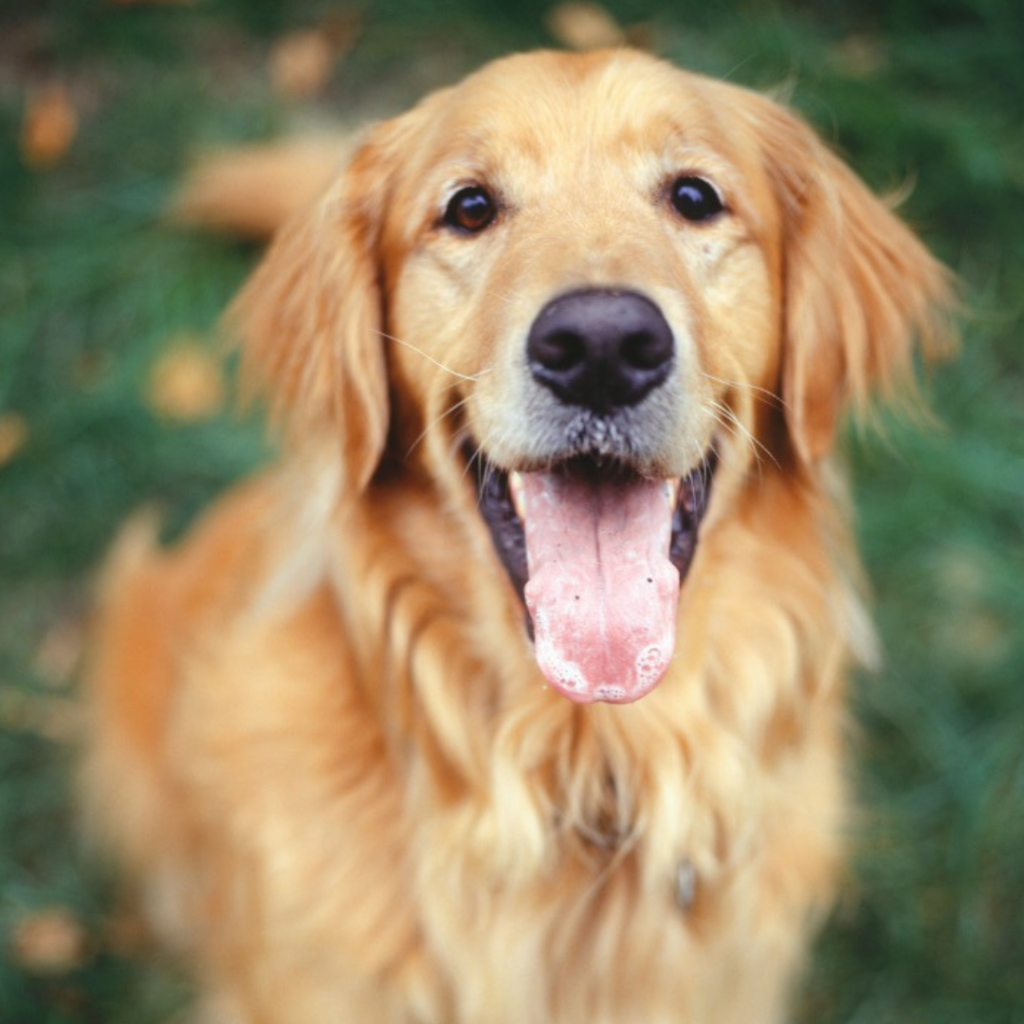 Original pet photo