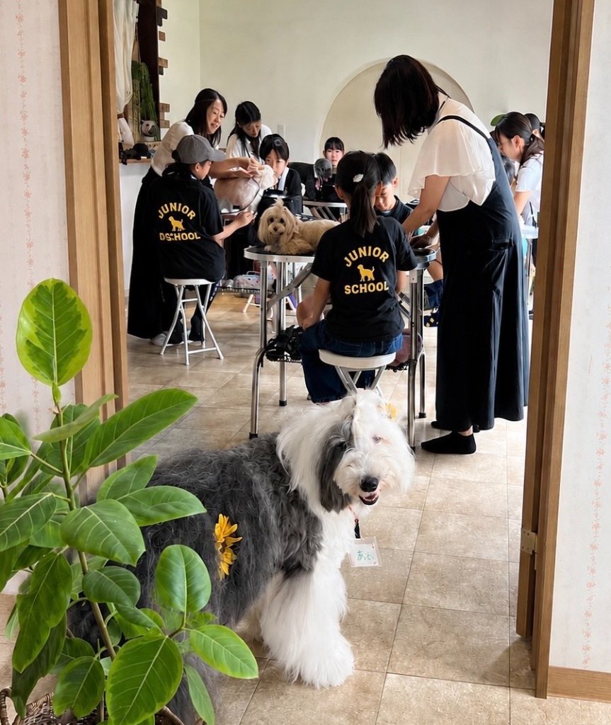 犬のグルーミングを学ぶ子どもたち