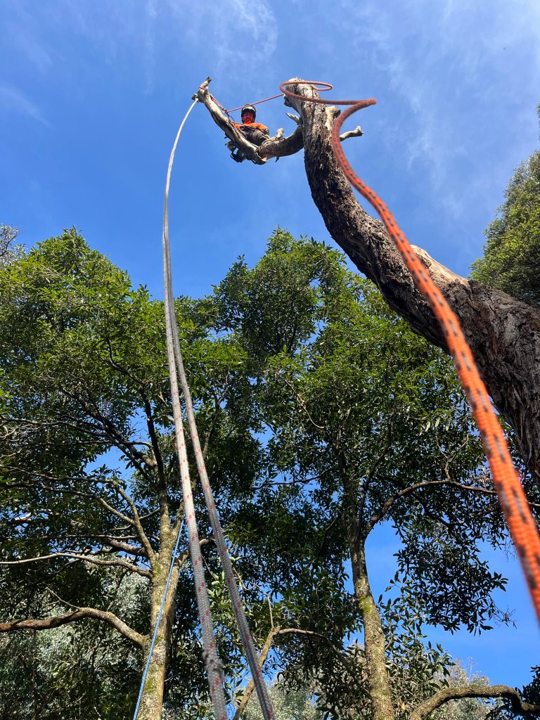 Tree removal service in Charlestown, Newcastle — MS Tree Care climbing arborist with technical rigging ropes high in a gum tree