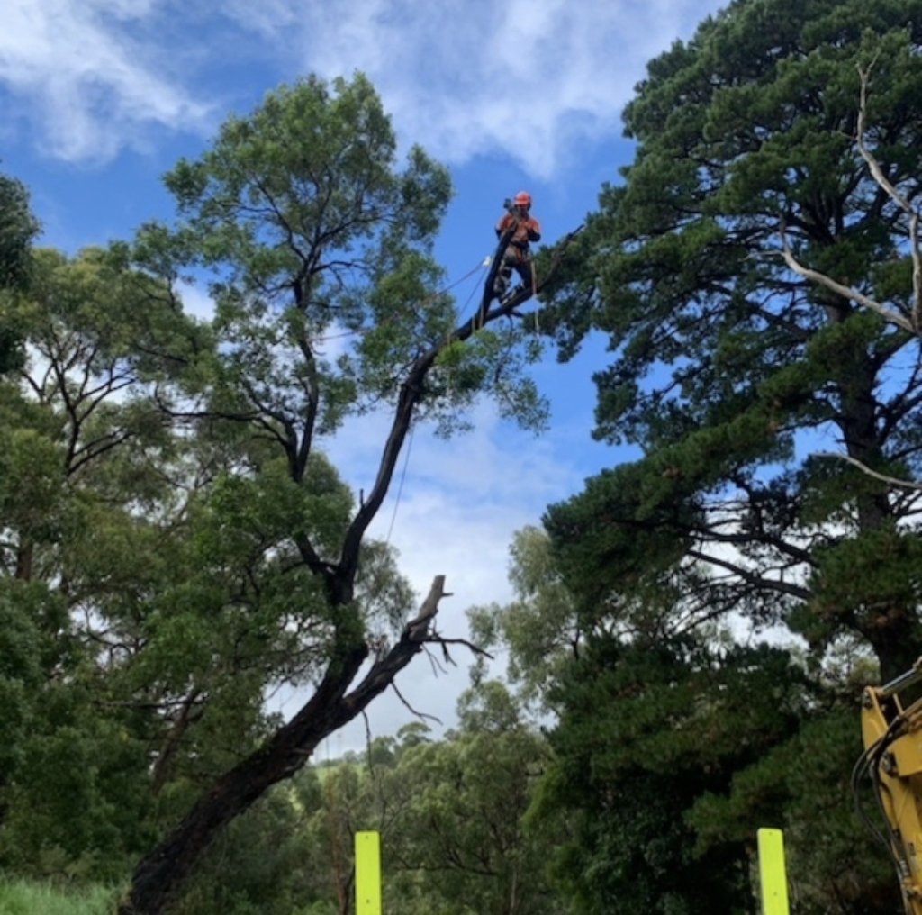 Tree removal service in Wyong, Central Coast NSW — MS Tree Care climbing arborist secured high in a canopy against a blue sky