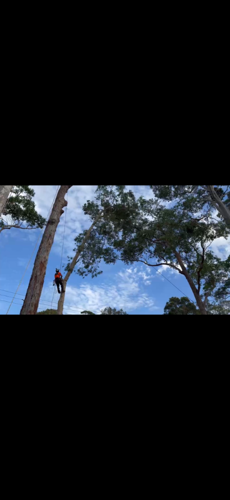Tree removal service in Erina, Central Coast NSW — MS Tree Care climbing arborist high in a eucalypt against a blue sky