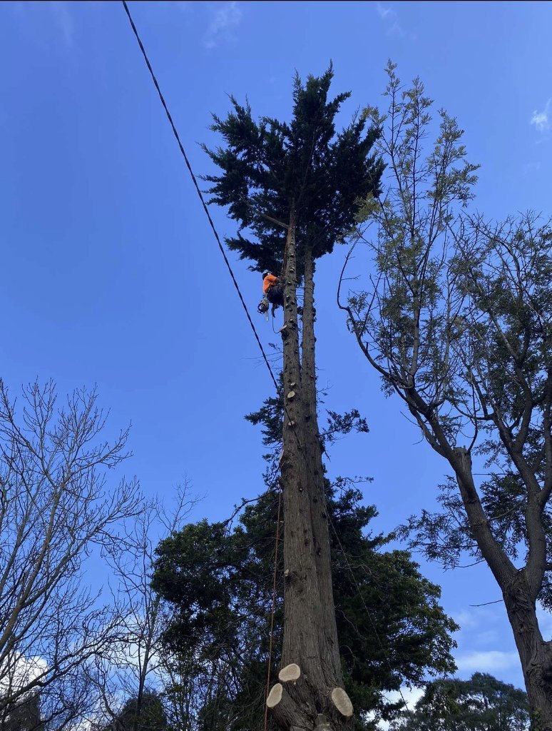 Tree pruning service in Woy Woy, Central Coast NSW — MS Tree Care arborist precision chainsaw pruning a tall tree against a blue sky