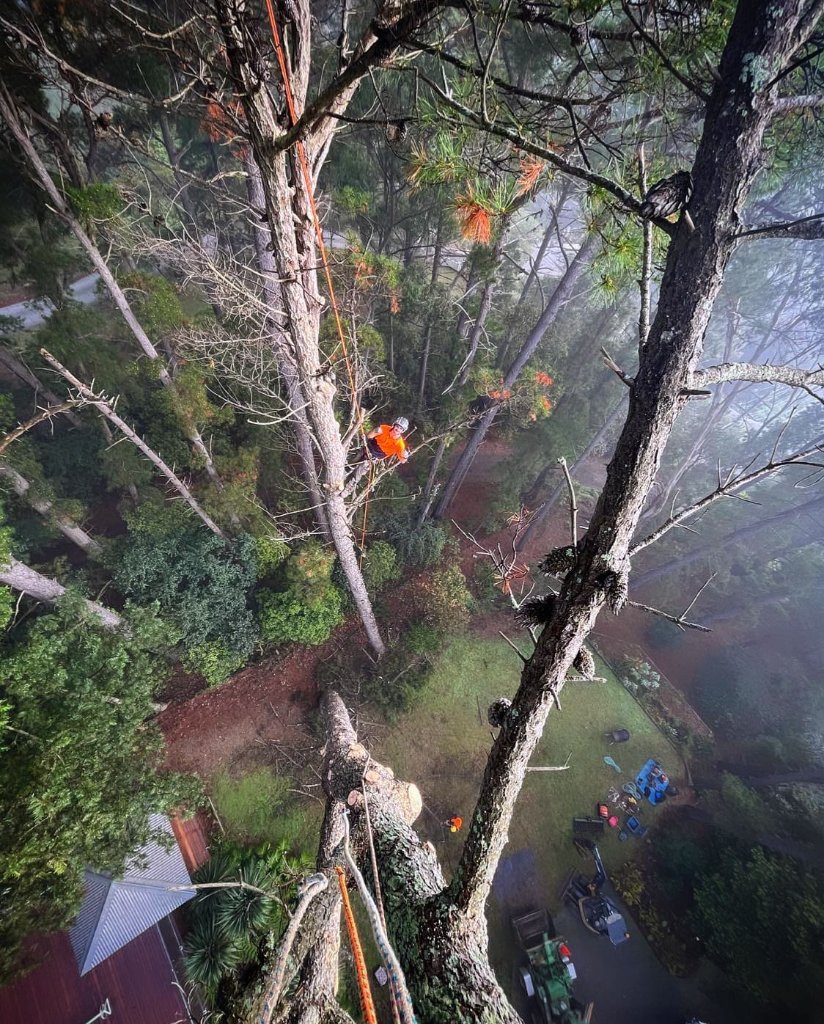 Tree removal service in Gosford, Central Coast NSW — MS Tree Care climbing arborist descending a tall slender tree in a misty forest