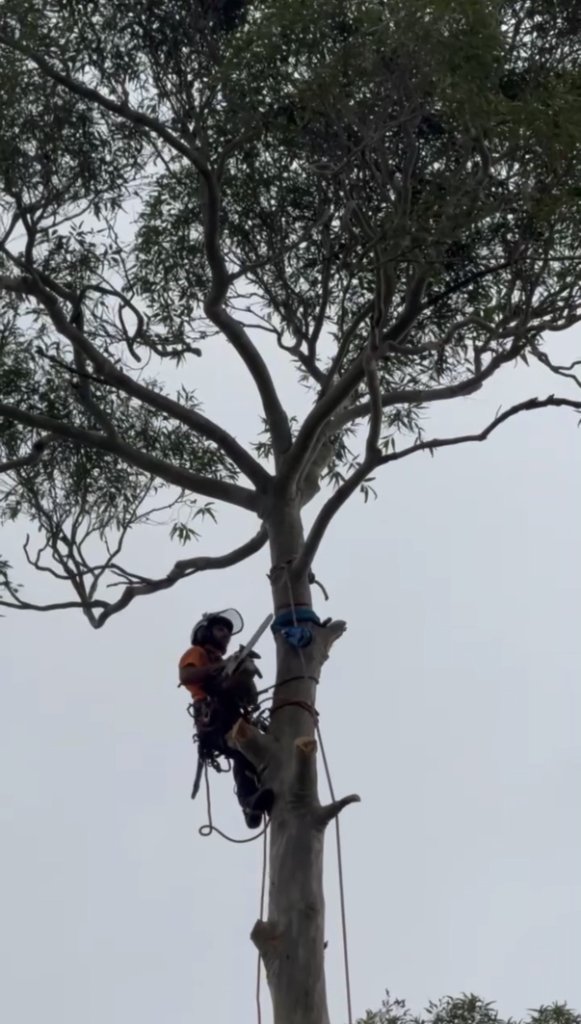 Tree lopping service in Turramurra, Sydney North Shore — MS Tree Care arborist chainsaw cutting a limb from a tall eucalypt