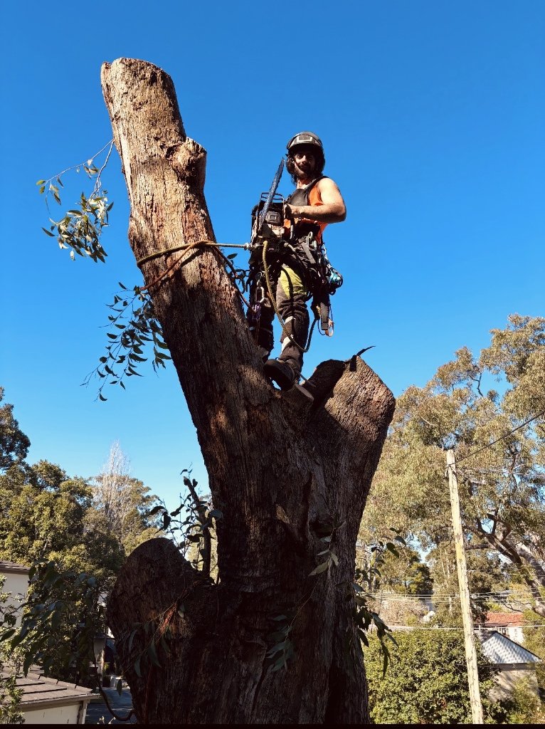 Mikey, owner and climbing arborist at MS Tree Care