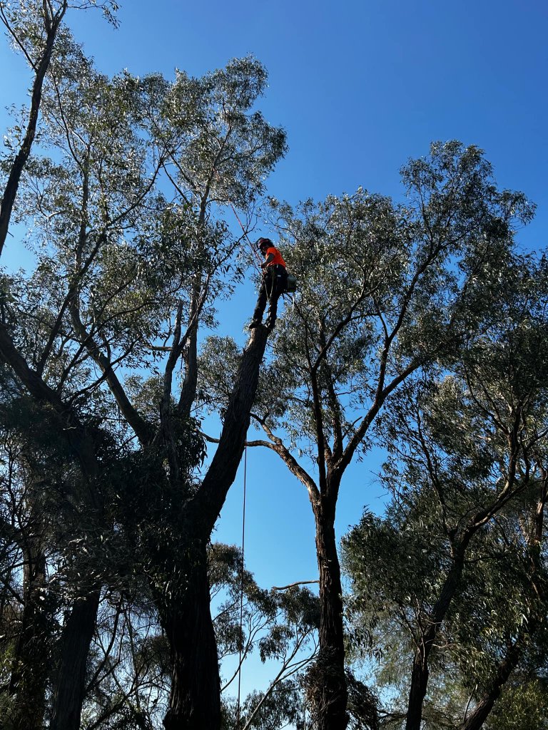 MS Tree Care climbing arborist working high in a eucalypt canopy in Pymble, Sydney North Shore