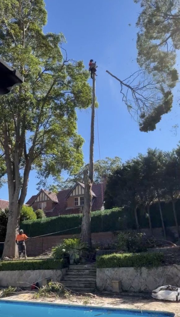 Emergency tree removal service in Wahroonga, Sydney North Shore — MS Tree Care climbing arborist with controlled branch rigging over a residential property