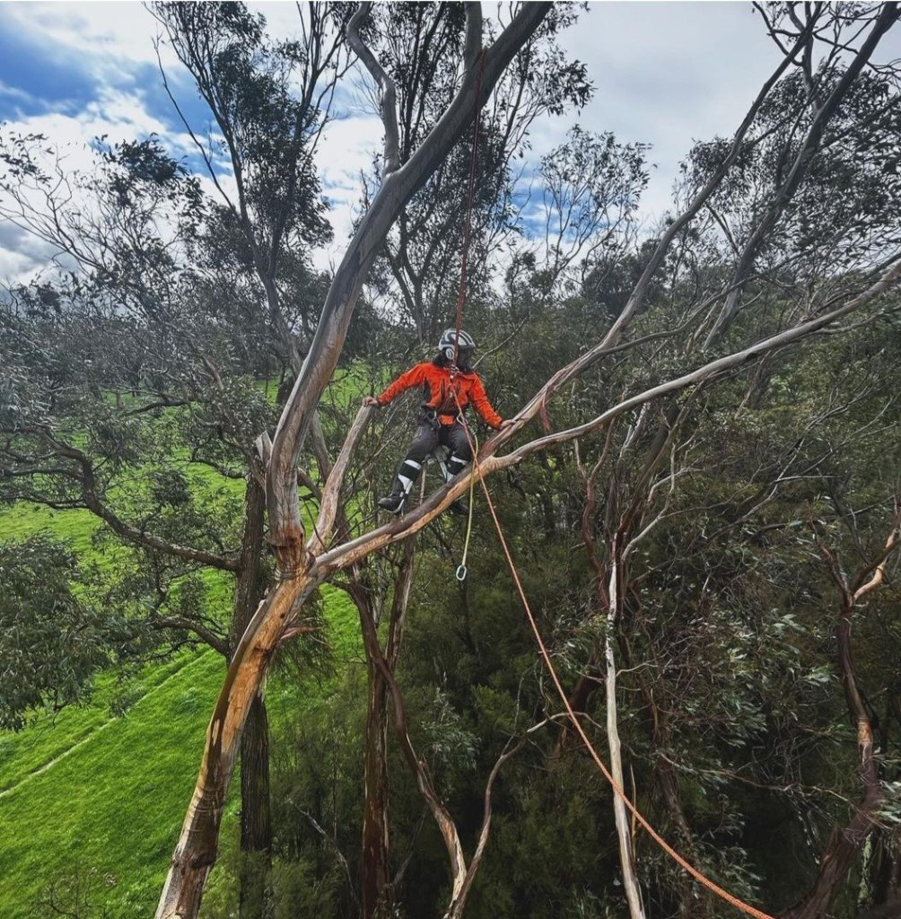 Emergency tree removal in Hornsby, Sydney — MS Tree Care arborist working in the fork of a mature eucalypt canopy