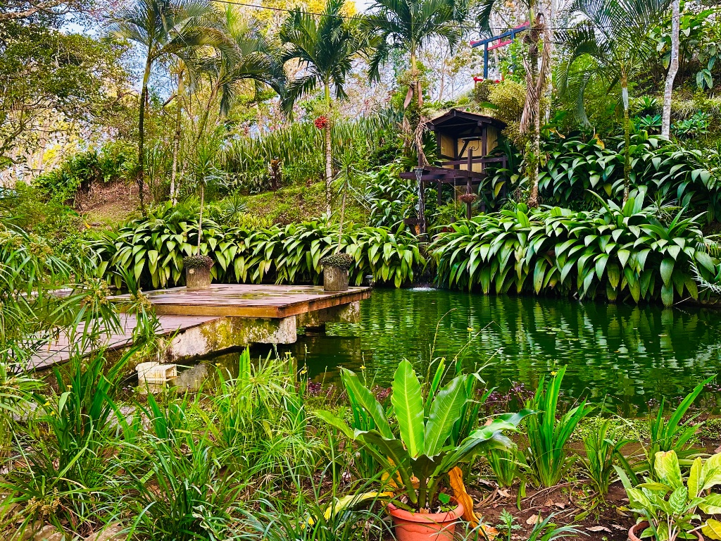 Pond & water feature