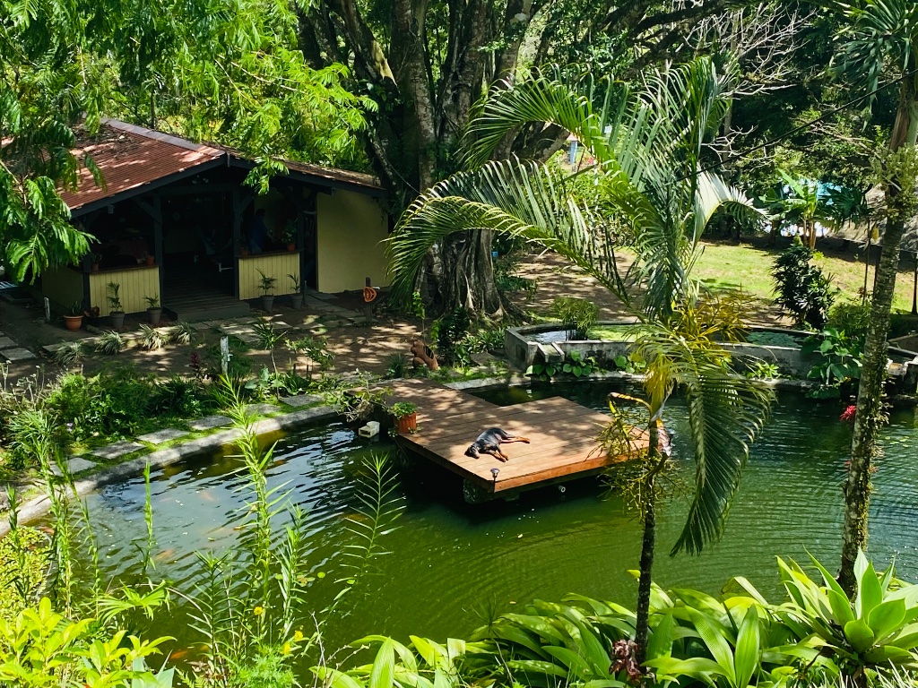 Life around the pond