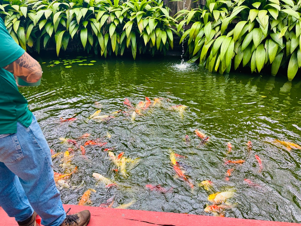 Feeding the koi