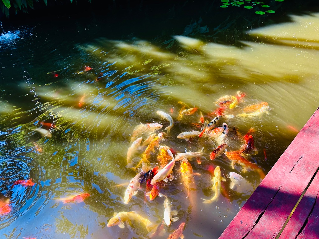 Koi fish swimming in the pond at Cabañas Koi