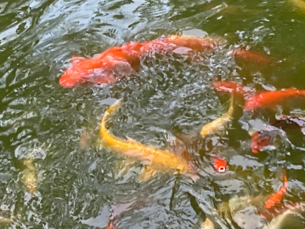Koi fish swimming in the pond at Cabañas Koi