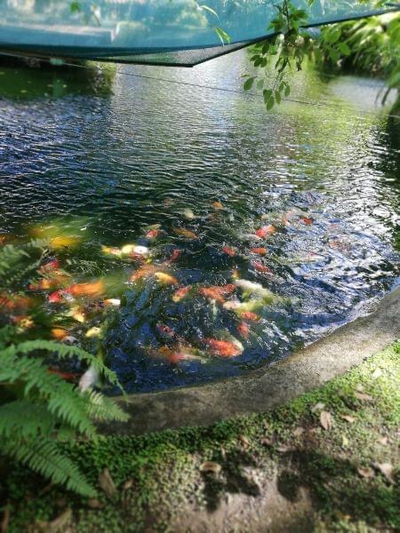 Koi fish swimming in the pond at Cabañas Koi