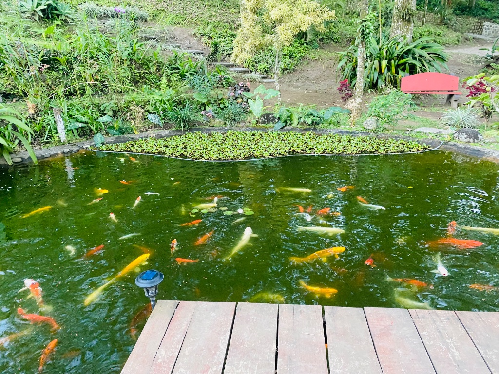 Koi fish swimming in the pond at Cabañas Koi