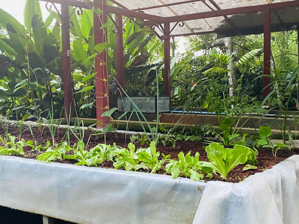 Lettuce & celery thriving