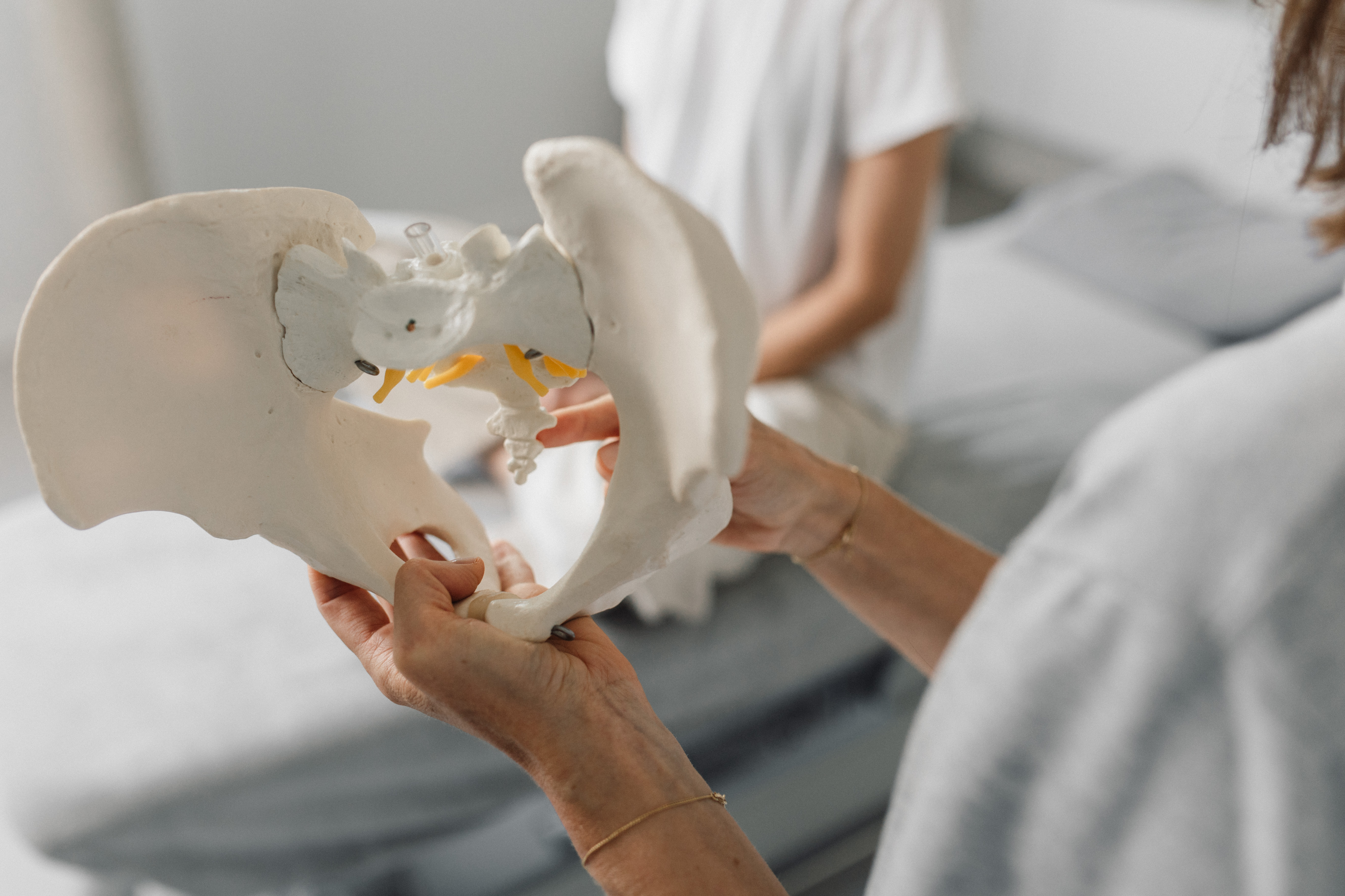 Handen met anatomisch bekkenmodel