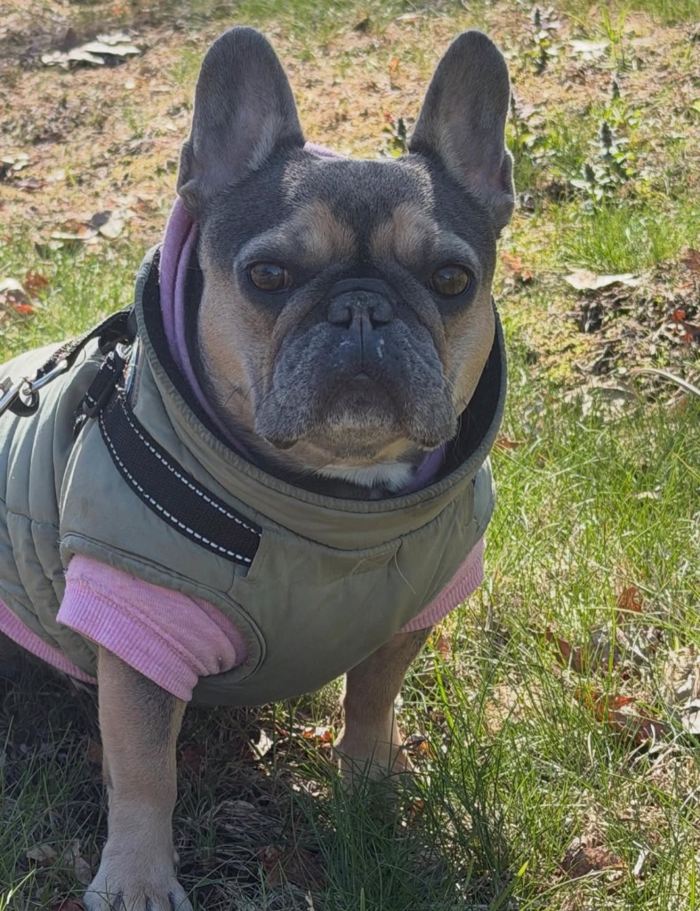 French bulldog wearing a cozy jacket and pink sweater on a walk outside