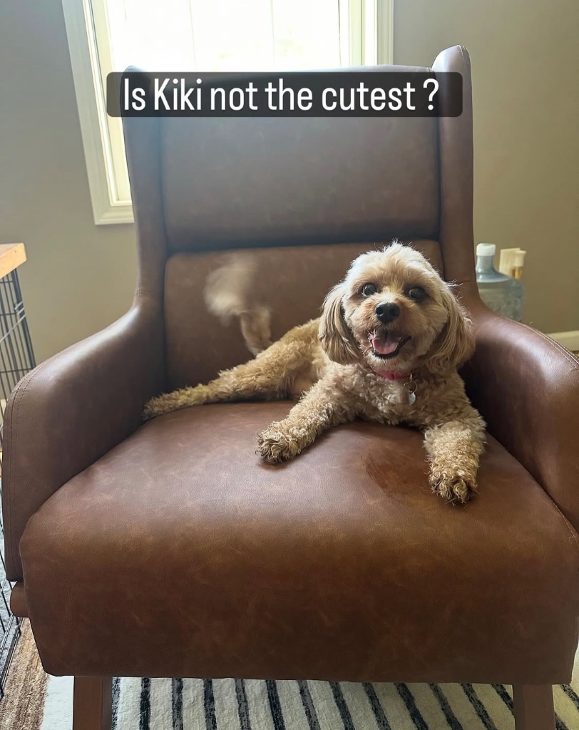Kiki the fluffy golden doodle lounging on a leather armchair