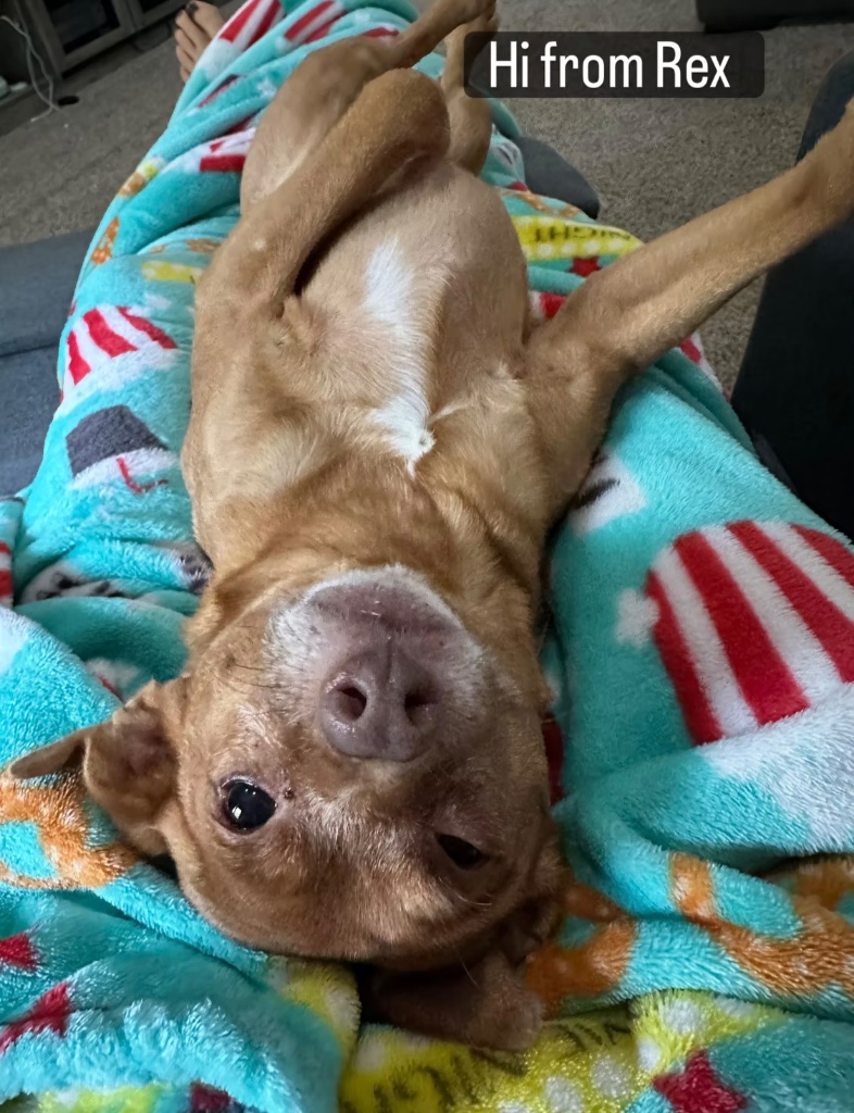 Rex the dog lying upside down on a cozy blanket looking very relaxed