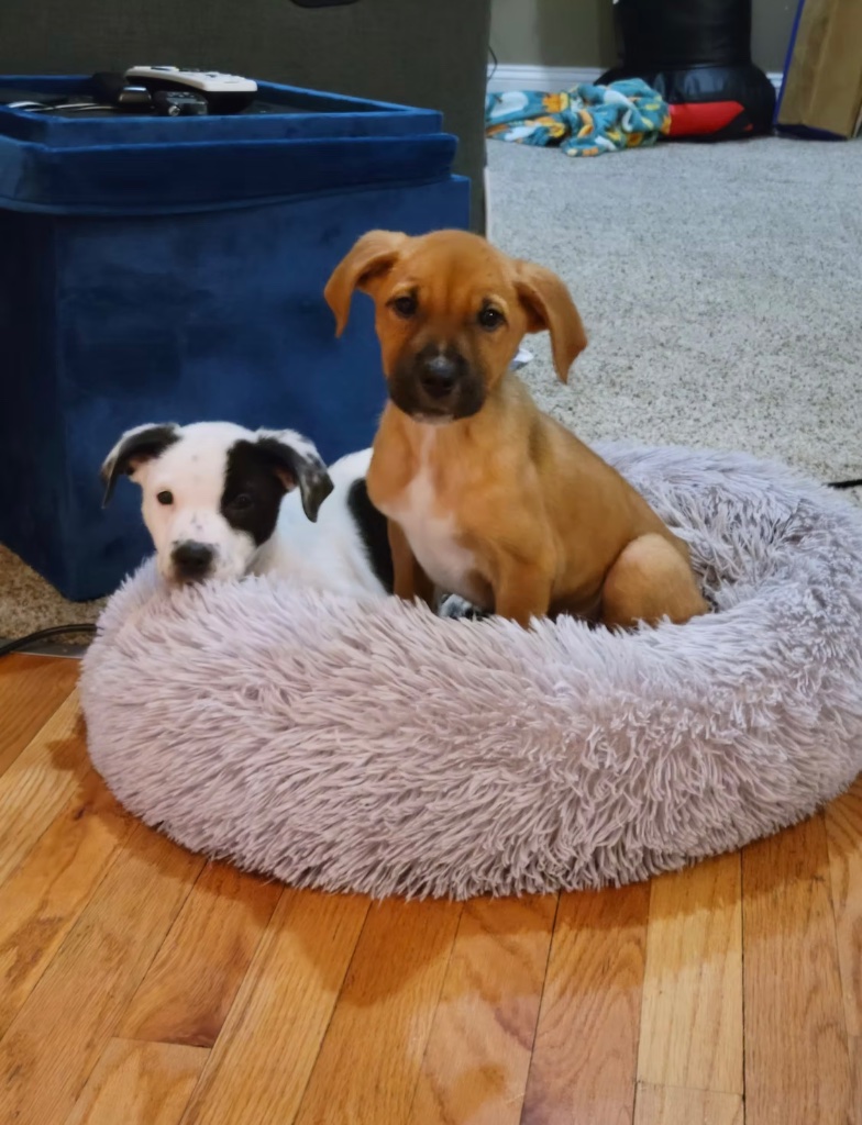 Two adorable puppies sharing a fluffy dog bed