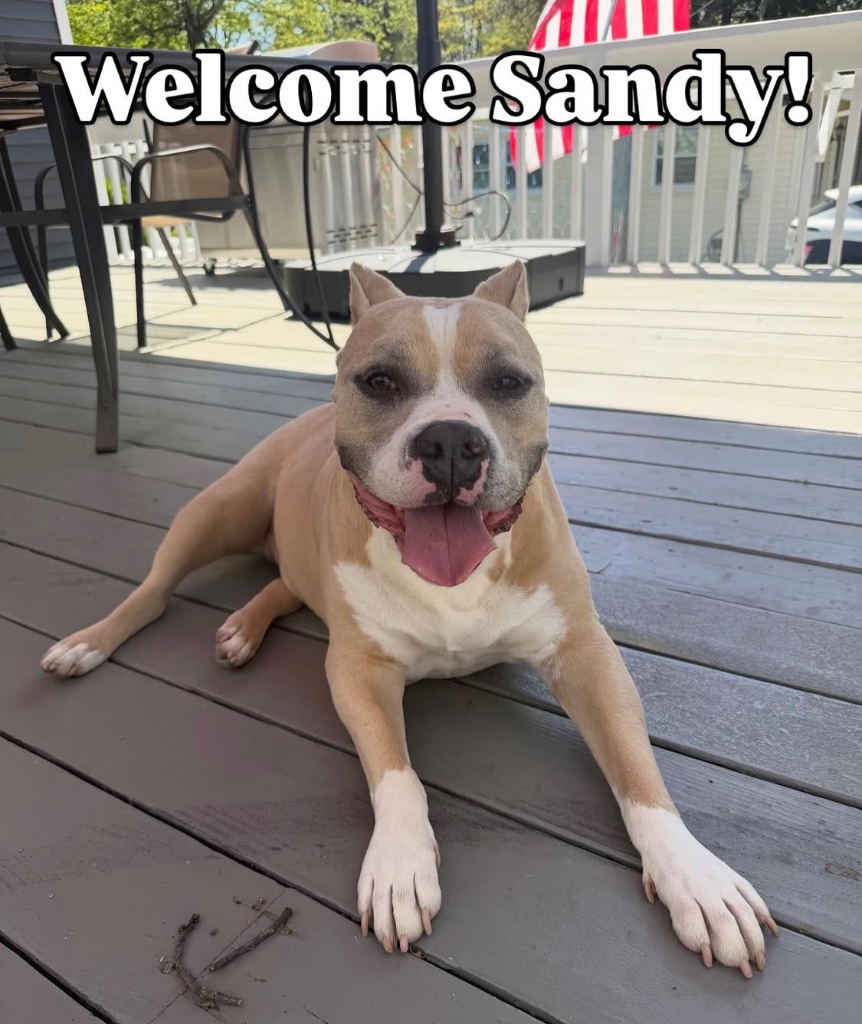 Sandy the pit bull mix smiling on a sunny deck